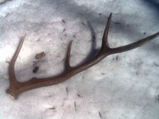 zaujímavý osmorák z r.2007