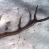 zaujímavý osmorák z r.2007