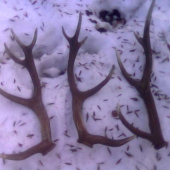 Tri v priebehu 15 min. (2007)