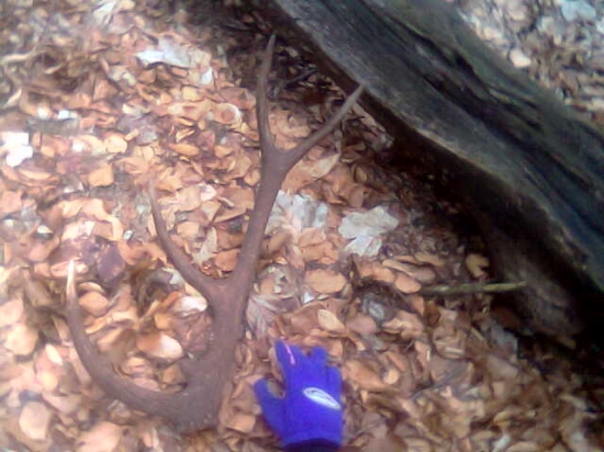 Nadočnicový desatorák 1