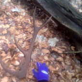 Nadočnicový desatorák 1