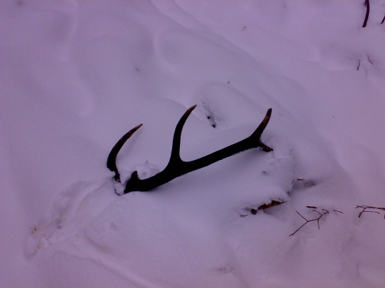 Nadočnicový desatorák 2