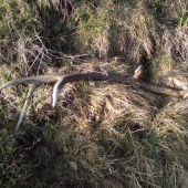 trochu šťastia pri rannej oračke :-)