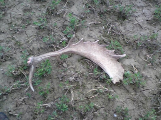 moja tohtoročná lopatka najdena 12.4 2010