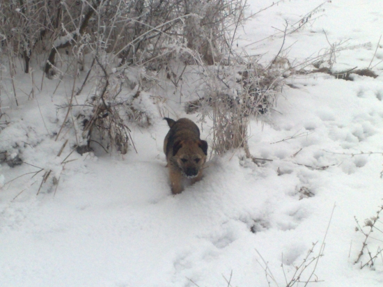 analy z nízkych beskyd volám ju aima