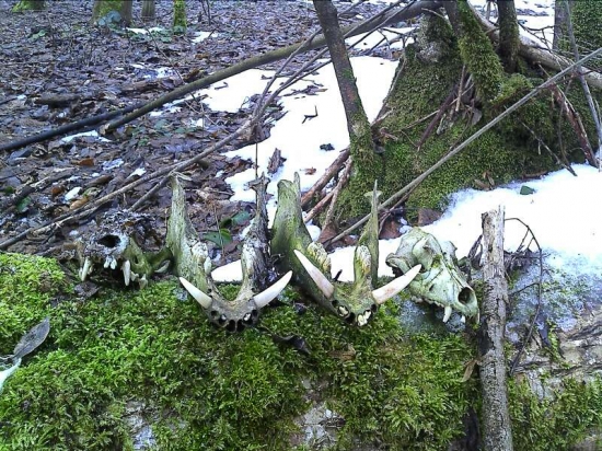 Dnešná prechádzka.