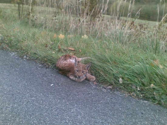 šťastie v nešťastí.