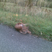 šťastie v nešťastí.