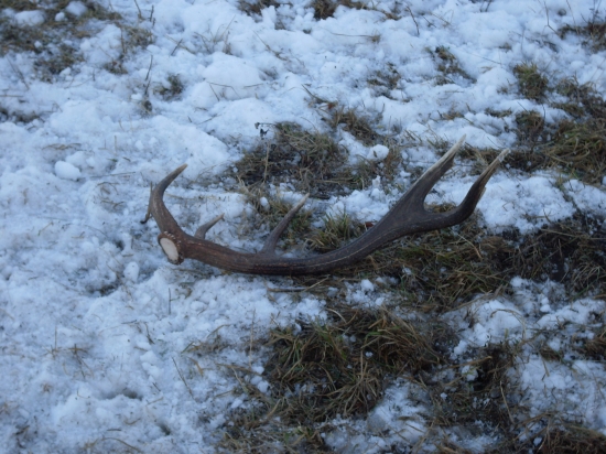 s tých väčších.