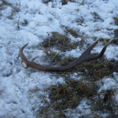 s tých väčších.