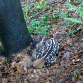 prečo ste ma zobudili !