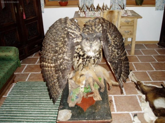 Bubo Bubo