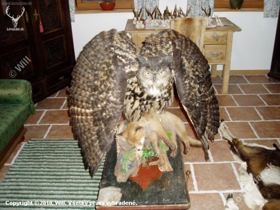 Bubo Bubo