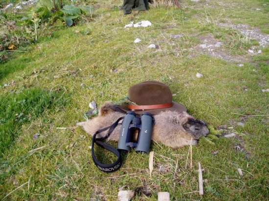 Murmel aus Austria