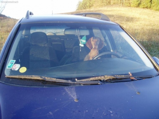 Chce niekto zviesť?