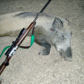 diviačik lanštiačik