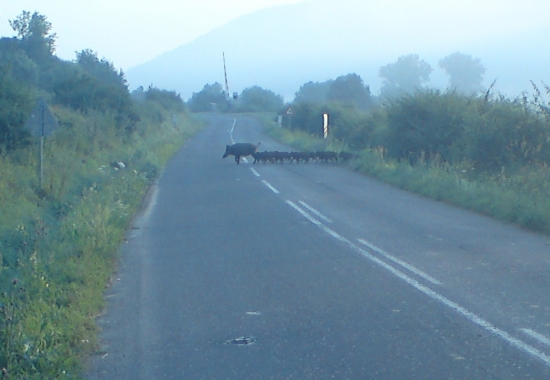 Zase prechádya mimo vyznačeného prechodu pre chodcov a ešte aj z deťmi
