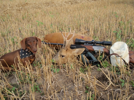 Srnes III.VT pes dva roky