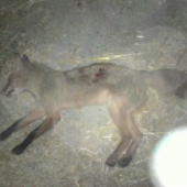 Otec znižuje skore.