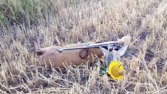 Druhy srnec prvej vekovej.