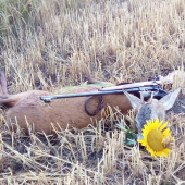 Druhy srnec prvej vekovej.