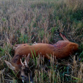 Išiel som na kmotričky.