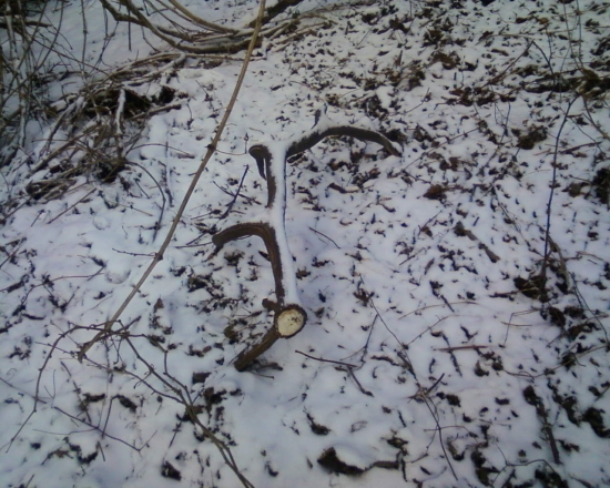 odmena za krmenie:DD