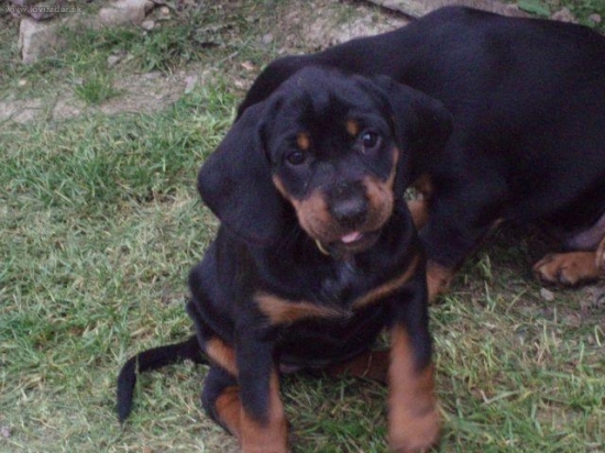 slovensky kopov - z Podhorode