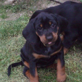 slovensky kopov - z Podhorode