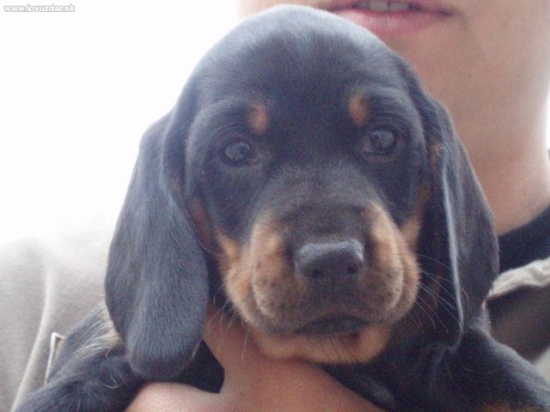 slovensky kopov - z Podhorode