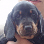 slovensky kopov - z Podhorode