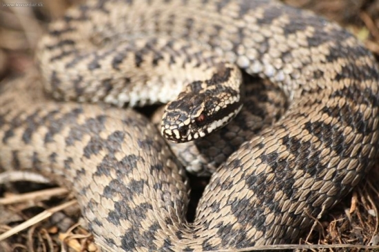 Vipera Berus