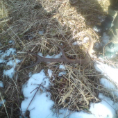 kamarat mi nasiel do pary 12 torak