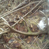 moj 14-torak trosku stary