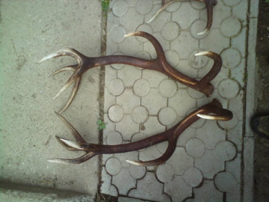 kamaratova para 12 torak