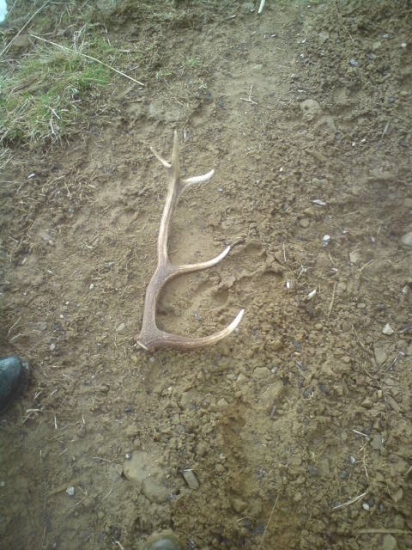 kamaratov 10 torak nasiel ho rovno na ceste