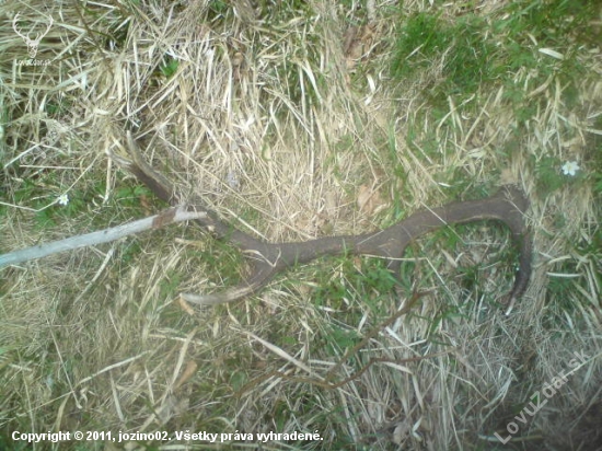 svagrov 10 torak