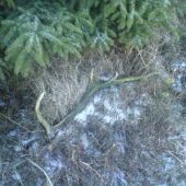 moj 8-moracik ale stary