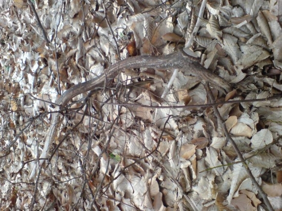 skoro som ho ani nevidel :D