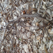 skoro som ho ani nevidel :D