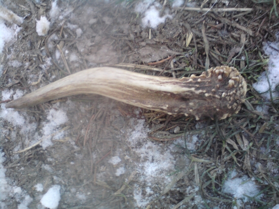 moj prvy srnci paroh najdeny pred 3 rokmy