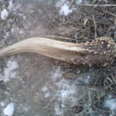 moj prvy srnci paroh najdeny pred 3 rokmy