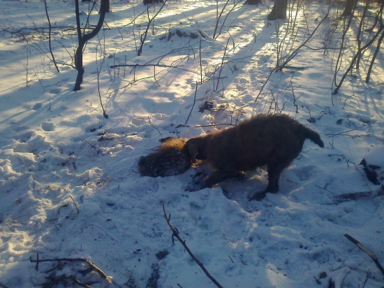 Dina Olichov při norování s jezevcem