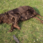 Prepeličar Aretha Any-Bon