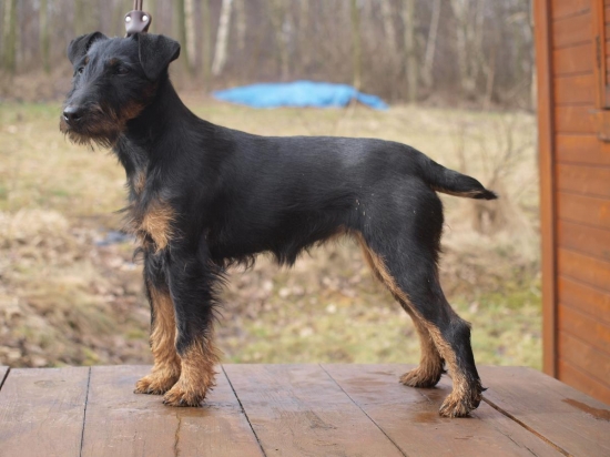 Besy Black Darling Any-Bon