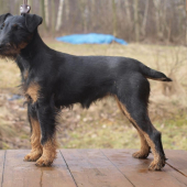 Besy Black Darling Any-Bon