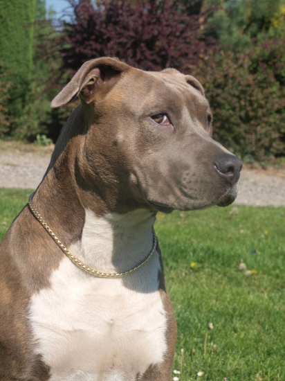 AST Copy of Didi Fer-staff