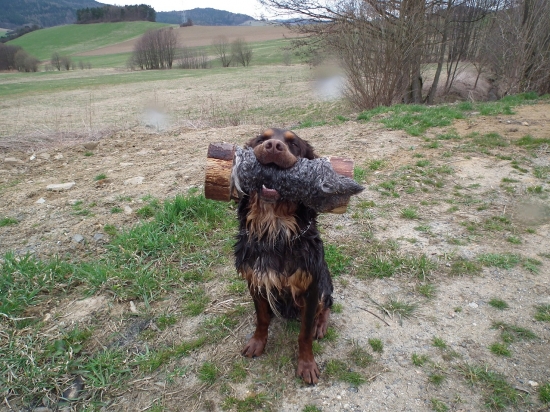 prepeličar-Brown Any-Bon,12 měs.