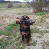 prepeličar-Brown Any-Bon,12 měs.