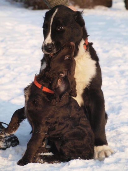 láska až za hrob,naše malá prepeličiarka